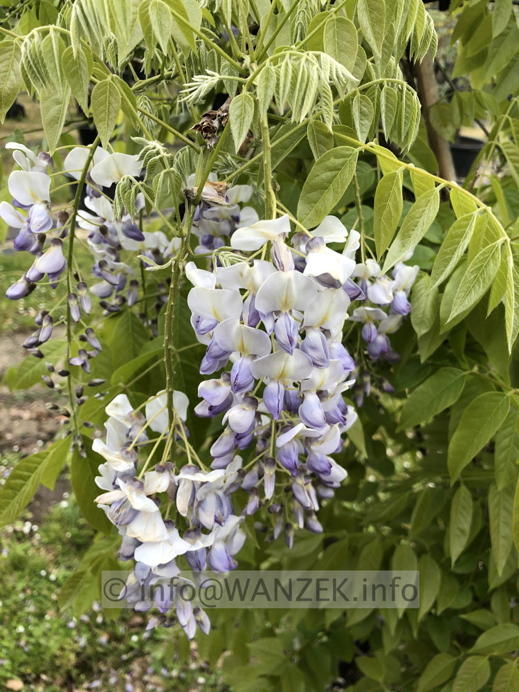 Wisteria sinensis 001.JPG